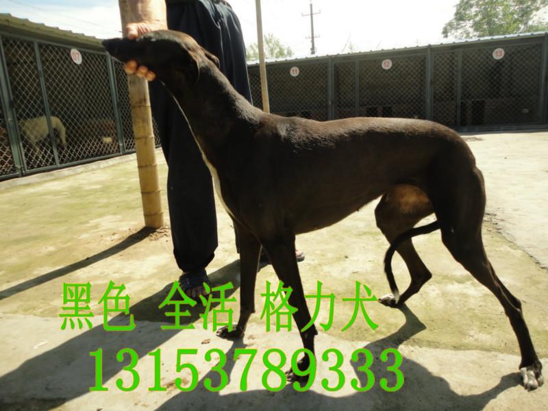 湖南適合格力犬?dāng)f兔嗎湖南優(yōu)質(zhì)圖片