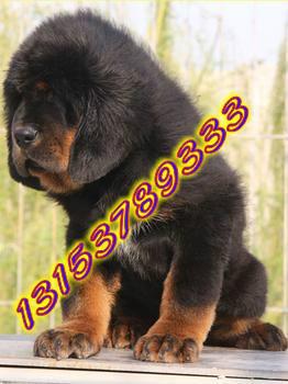 供應(yīng)藏獒*哪里有賣藏獒*的