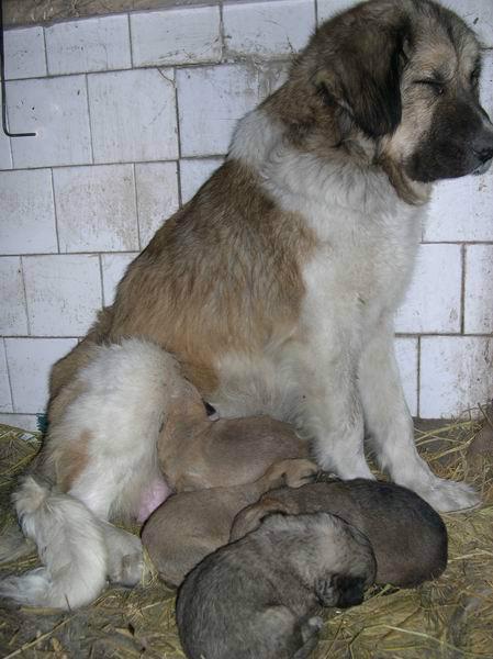 供應(yīng)貴州*養(yǎng)殖/安順*供應(yīng)商種狗配種價(jià)格