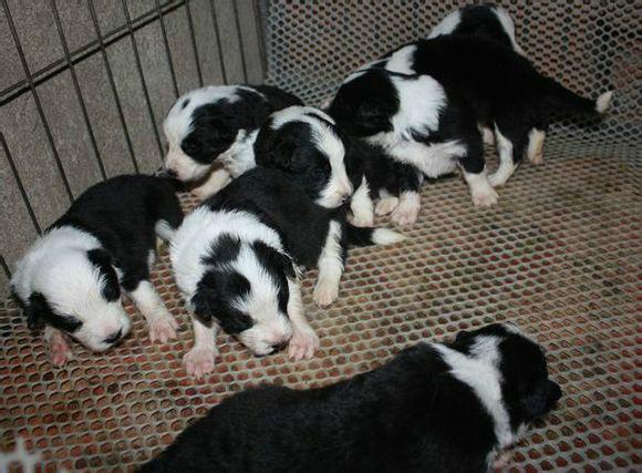 肉狗品種肉狗價(jià)格肉狗養(yǎng)殖技術(shù)圖片