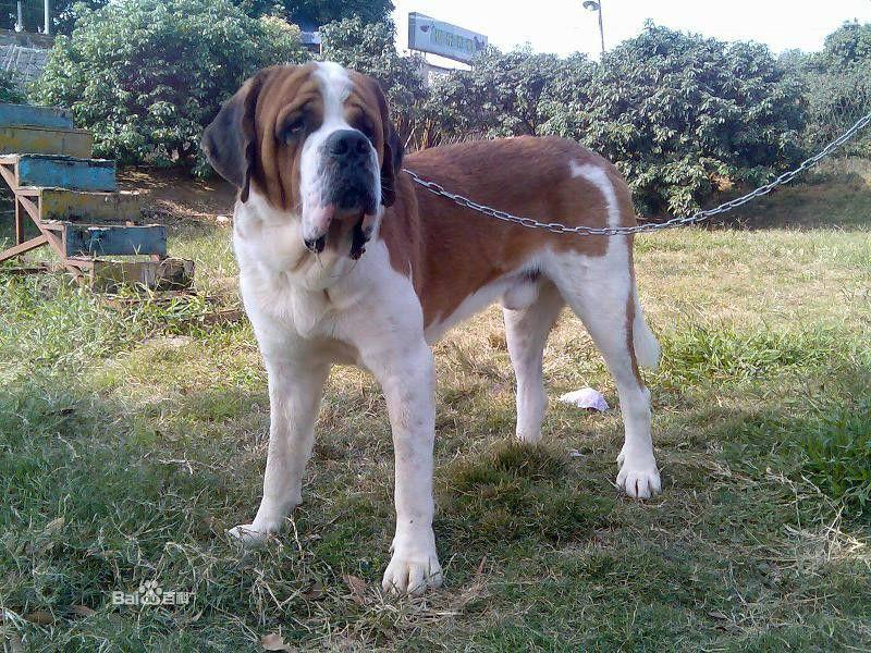 肉狗養(yǎng)殖場肉狗養(yǎng)殖基地肉狗養(yǎng)殖圖片