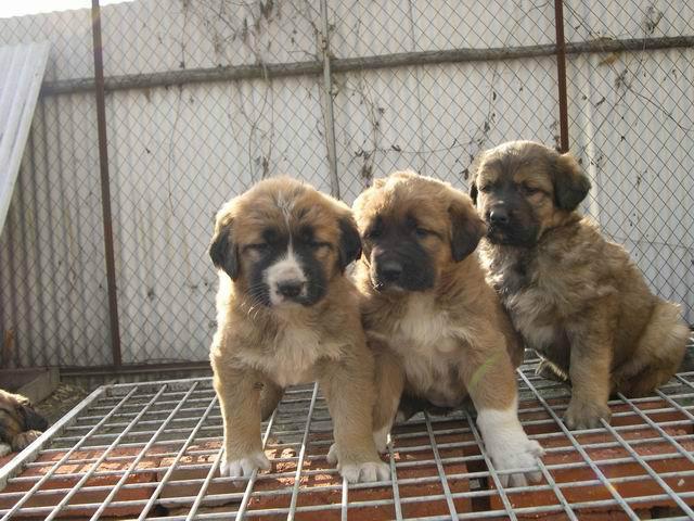 供應(yīng)湖南種狗養(yǎng)殖/衡陽*中國*養(yǎng)殖基地