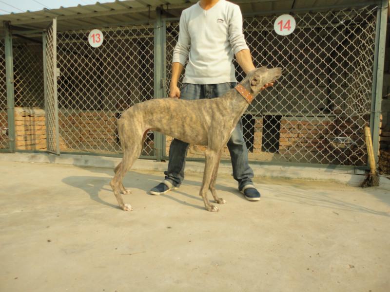 供应灵缇犬山东最大灵缇犬养殖基地