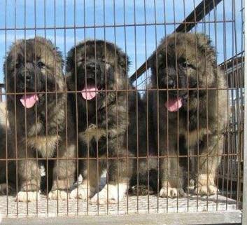 肉狗養(yǎng)殖戶山東恒祥肉狗養(yǎng)殖基地圖片