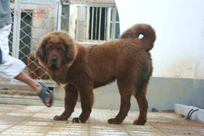 供應(yīng)廣西*養(yǎng)殖基地/廣西*養(yǎng)殖/廣西**養(yǎng)殖基地