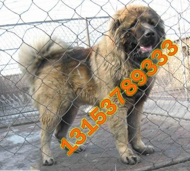 河北肉狗養(yǎng)殖基地圖片