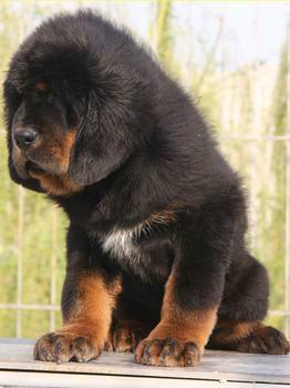 供應(yīng)*養(yǎng)殖銷售