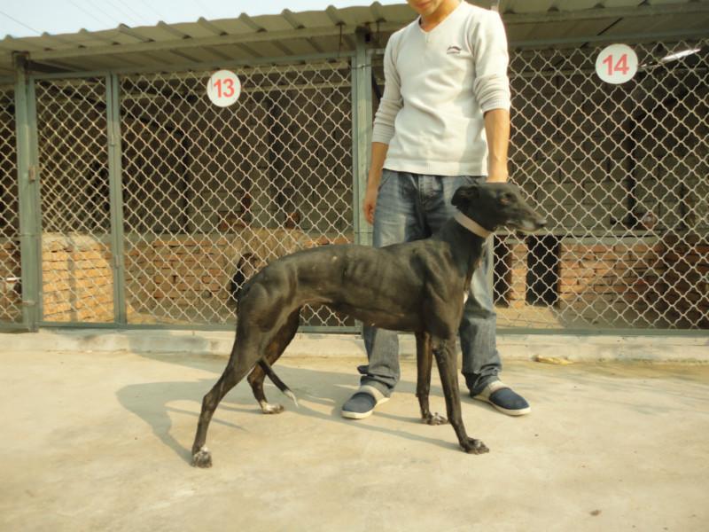 供应河北格力犬养殖犬舍图片