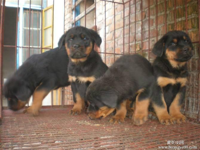 湖南肉狗價格/湖南肉狗養(yǎng)殖場/圖片