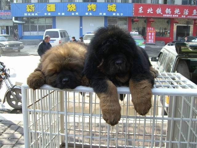 供應(yīng)種狗苗