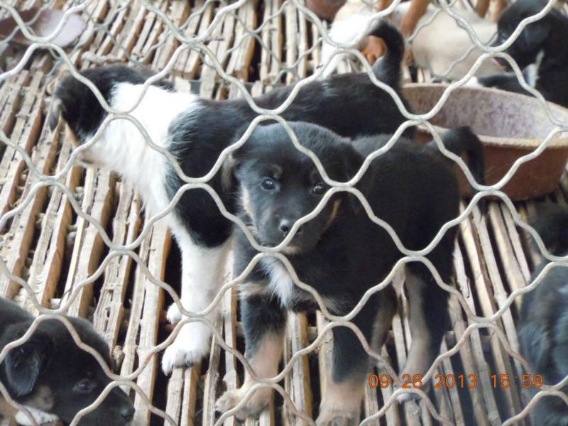 肉狗苗重慶哪里有肉狗養(yǎng)殖基地圖片