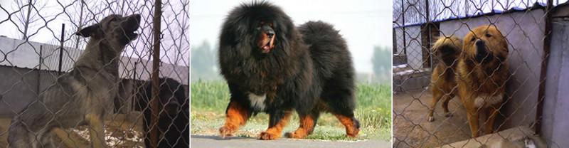 供應(yīng)巴中*養(yǎng)殖基地，巴中*養(yǎng)殖，巴中*價(jià)格