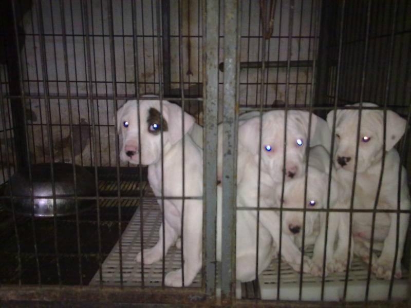 哪里肉狗苗價格最低肉狗養(yǎng)殖供貨商圖片