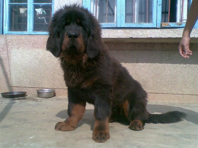 供應(yīng)*種狗養(yǎng)殖基地