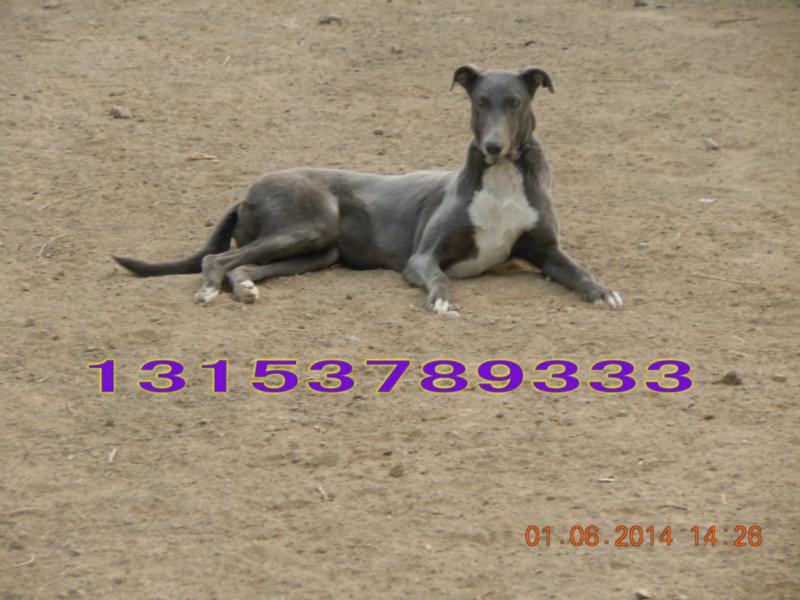 供應*品種/*價格/哪里有*養(yǎng)殖