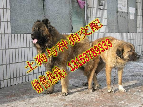 肉狗種狗多少錢一只圖片