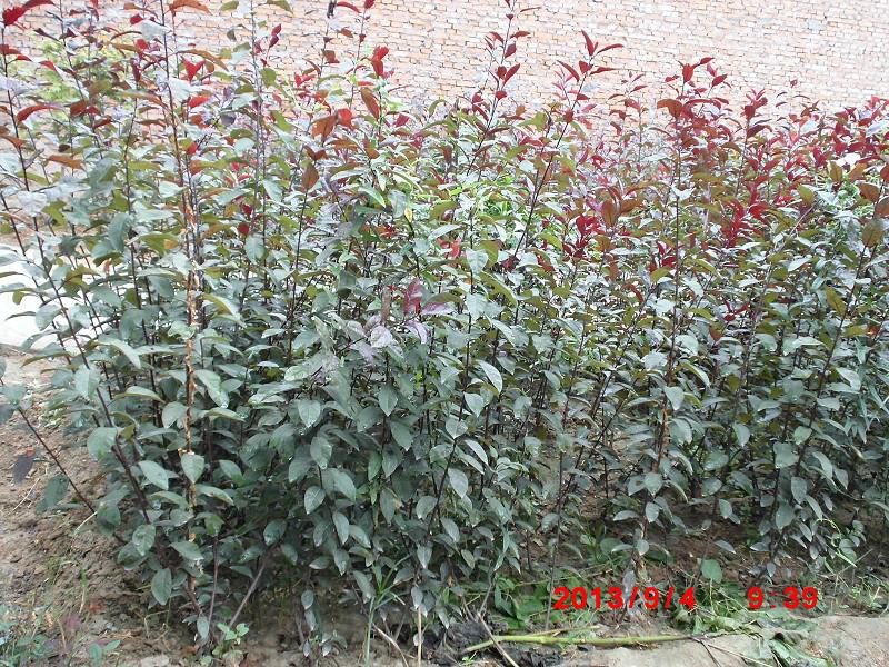 苗種植圖片/苗種植樣板圖 (3)