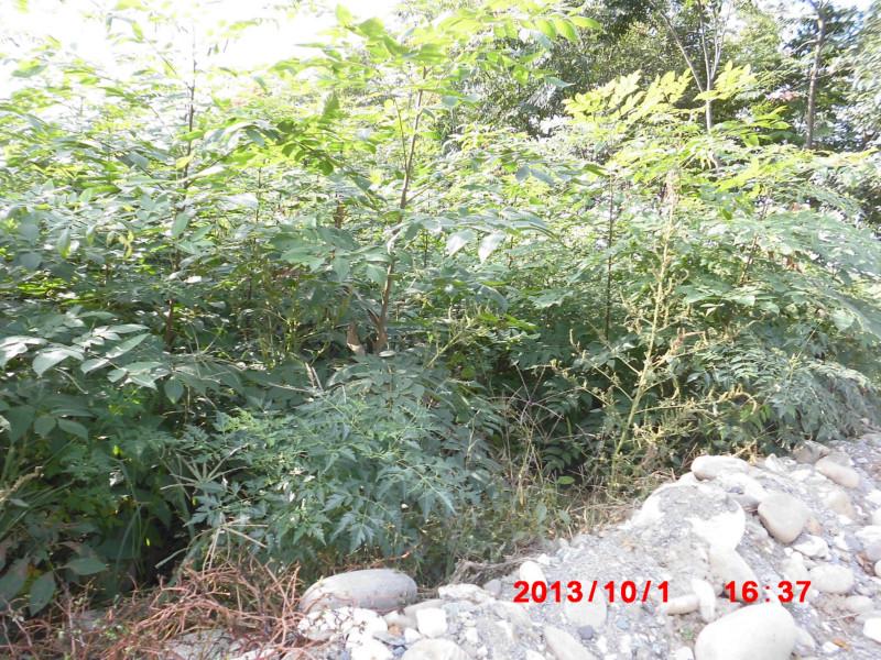 陜西西安欒樹小苗最低報(bào)價(jià)圖片