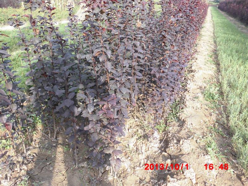 陜西西安周至扦插紅葉李小苗圖片