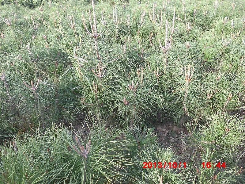 陜西西安周至營(yíng)養(yǎng)體油松小苗批發(fā)廠圖片