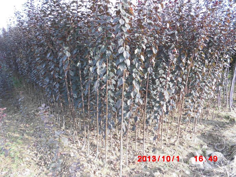 陜西西安周至高桿紅葉李圖片