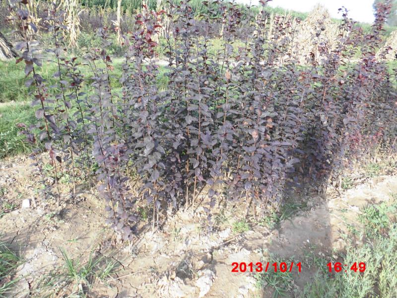 陜西西安圖片/陜西西安樣板圖 (3)