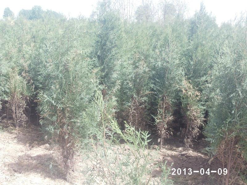 供應(yīng)陜西西安周至各種規(guī)格側(cè)柏銷售商