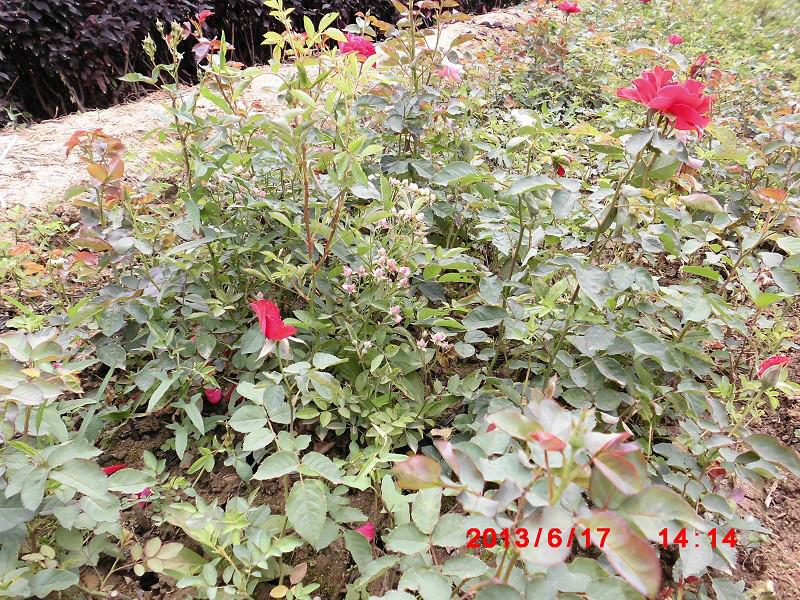 陜西哪里月季價(jià)錢優(yōu)惠圖片