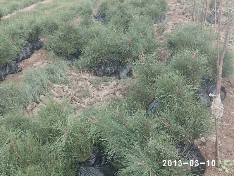 供應(yīng)陜西西安周至營養(yǎng)體油松小苗批發(fā)廠