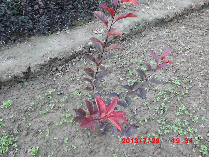 紫葉矮櫻價錢圖片/紫葉矮櫻價錢樣板圖 (3)