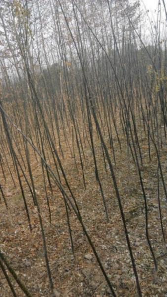 供应国槐苗价格最便宜的种植基地供应商