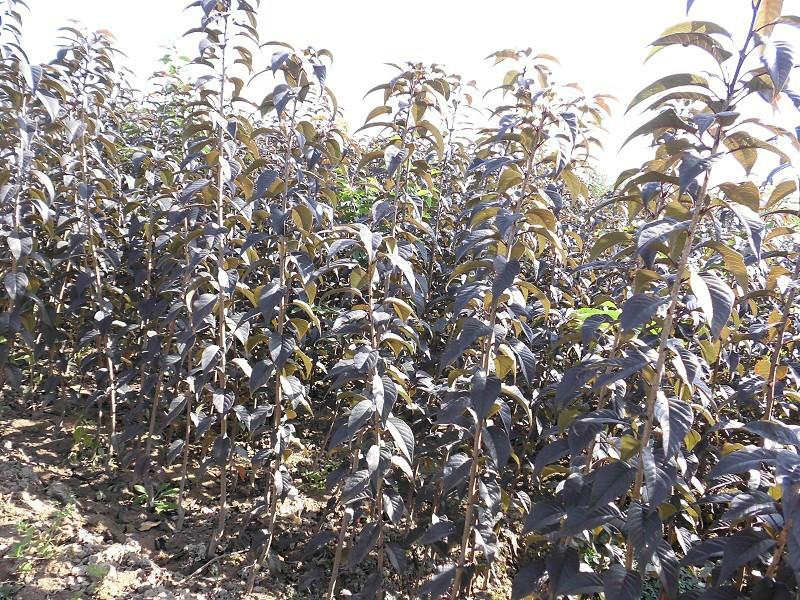 供應陜西紅葉櫻花小苗批發(fā)