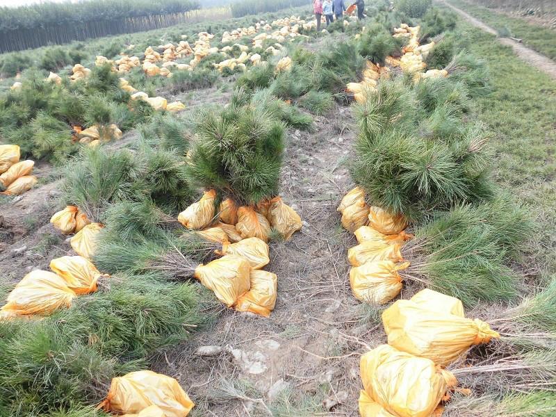 陜西油松種植基地圖片