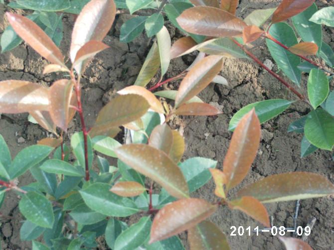 陜西哪里紅葉石楠價(jià)格便宜圖片