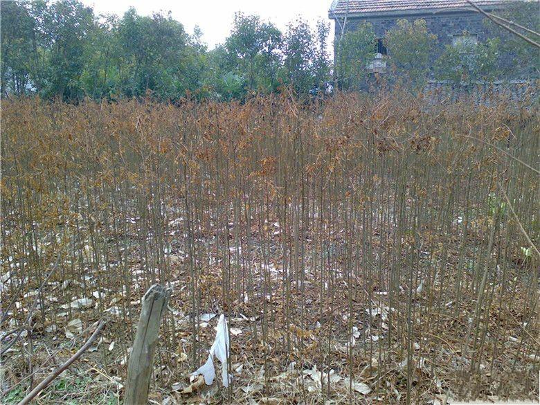 供應(yīng)陜西西安欒樹小苗*報價