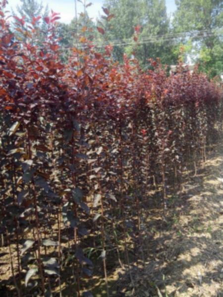 紅葉李扦插苗供應(yīng)圖片/紅葉李扦插苗供應(yīng)樣板圖 (3)