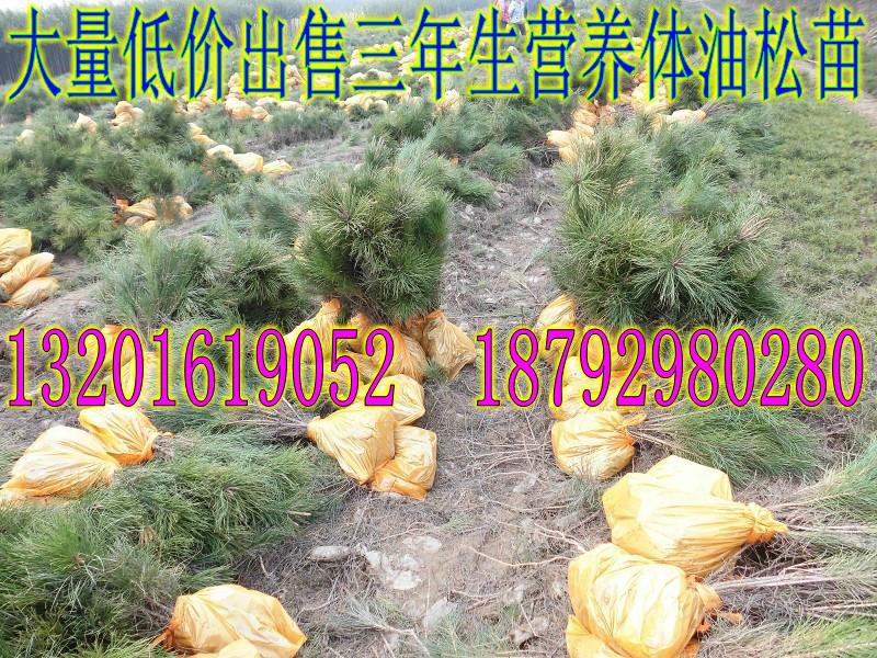 供應(yīng)陜西油松種植基地聯(lián)系方式18792980280