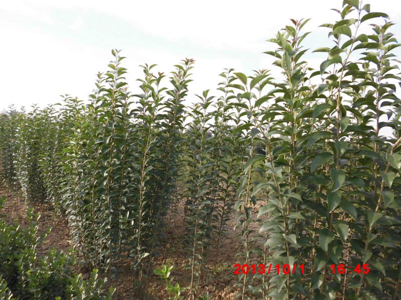 高桿女貞圖片/高桿女貞樣板圖 (3)