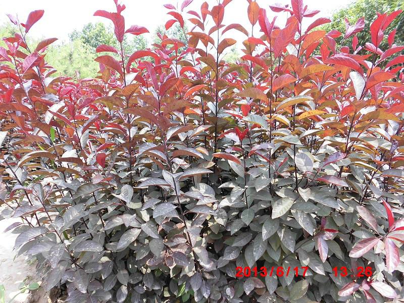 紫葉矮櫻價(jià)錢(qián)圖片