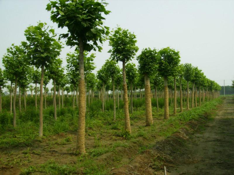 西安市陕西哪里法国梧桐苗种植基地厂家