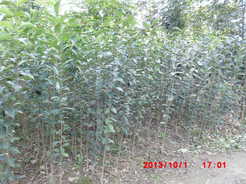 陜西西安周至高桿女貞苗供應(yīng)商圖片