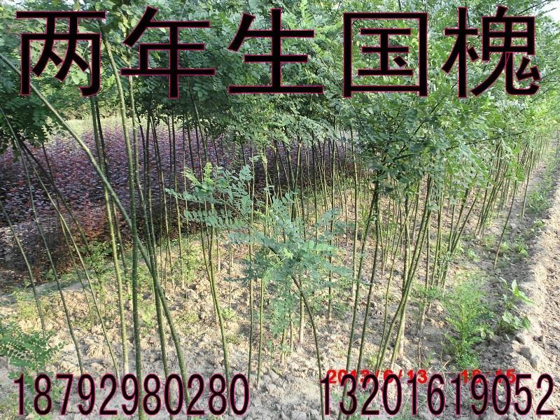 陜西西安周至國(guó)槐小苗圖片