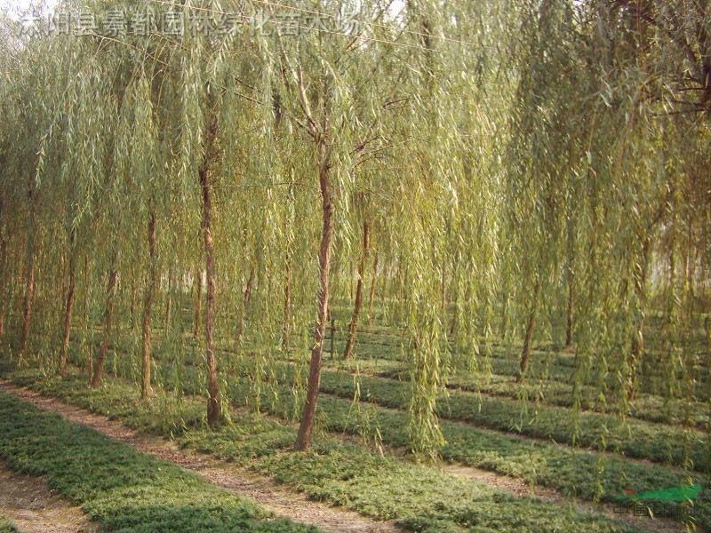 苗種植圖片/苗種植樣板圖 (3)