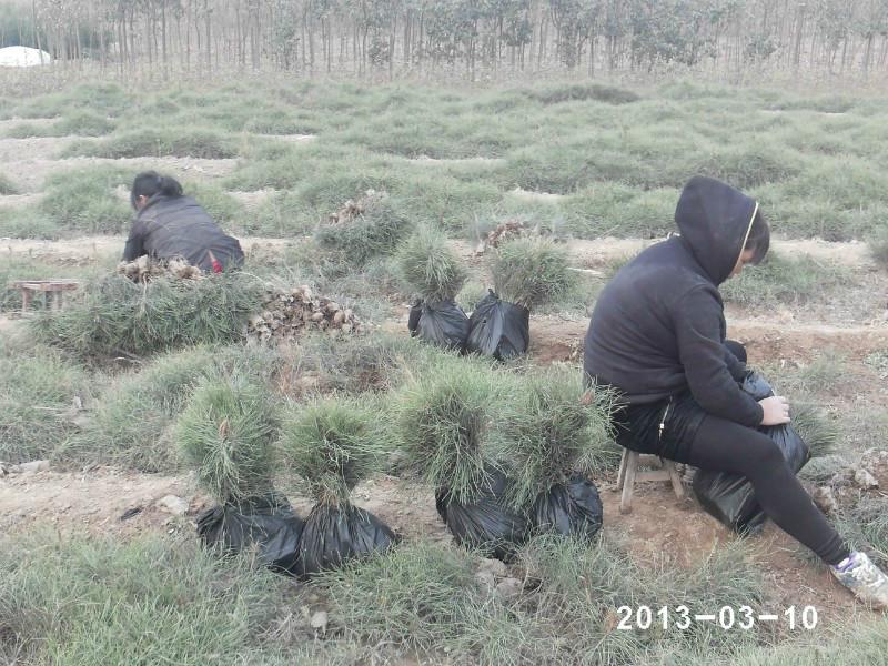 陜西油松小苗基地供應(yīng)商批發(fā)價格圖片