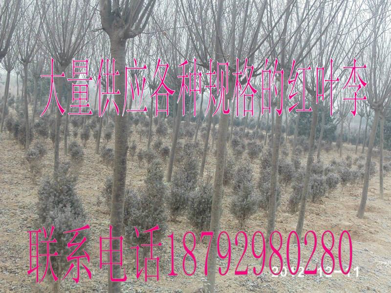 紅葉李圖片/紅葉李樣板圖 (3)