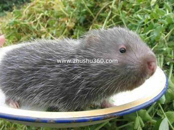 供應(yīng)*種苗-廣西*種苗-廣西桂林*種苗-桂林恭城*種苗