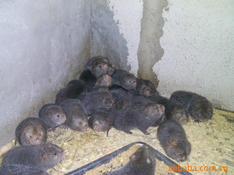 供應(yīng)*種苗批發(fā)價格