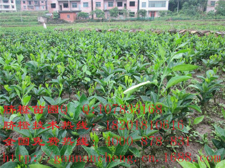 秭歸臍橙苗奉節(jié)臍橙苗湖南臍橙苗圖片