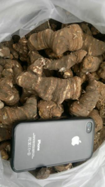 供應(yīng)滇蟲樓