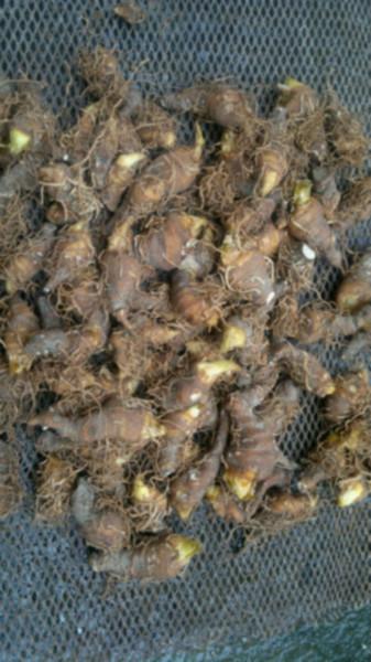 供應(yīng)滇蟲樓